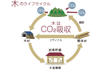 木はCO2吸収